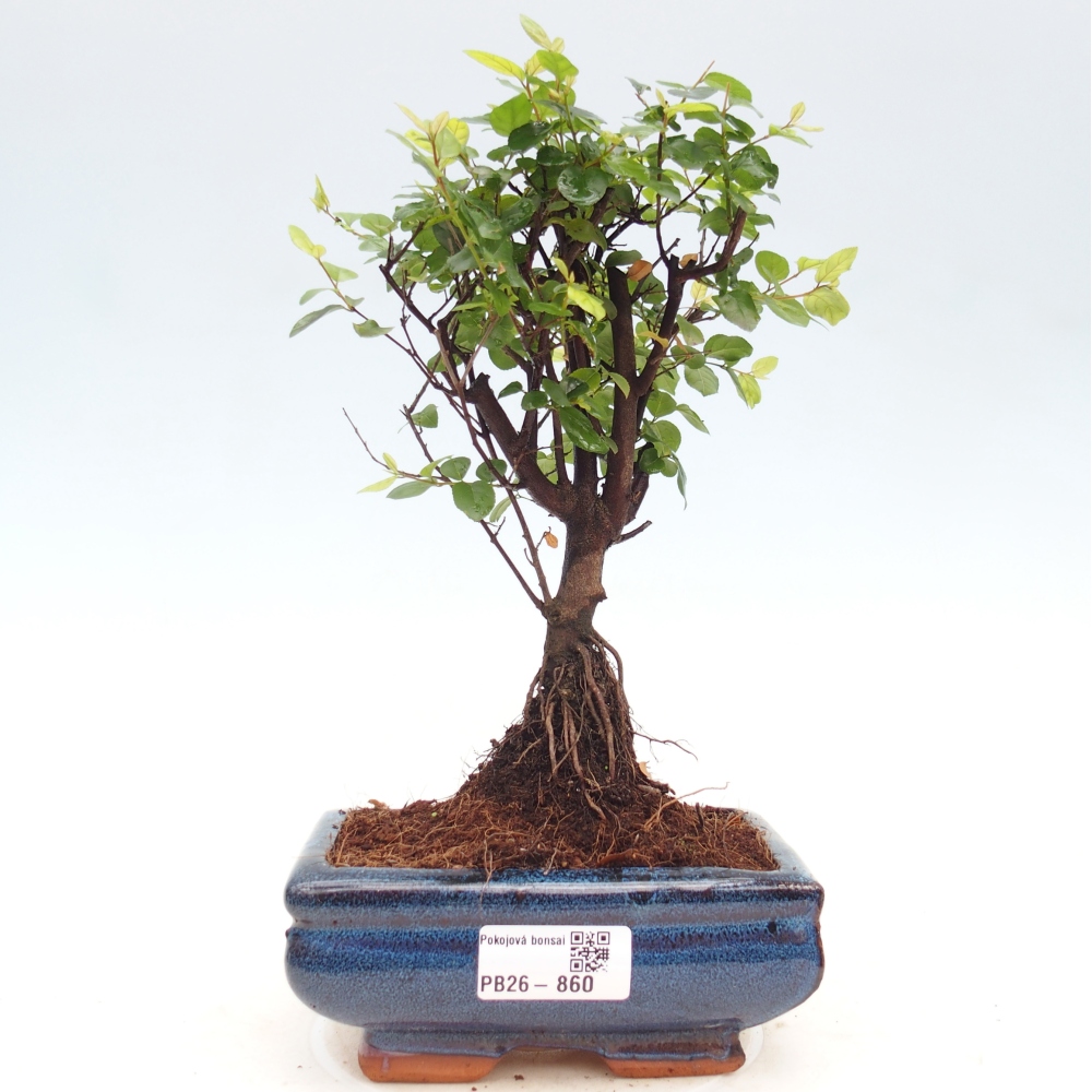 Bonsai pokojowe - Sageretia thea - Sageretia thea