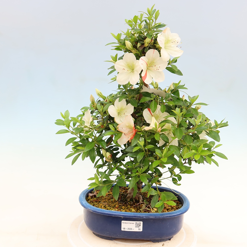 Bonsai zewnętrzne - Azalia japońska - Azalia Asahi-no-izumi