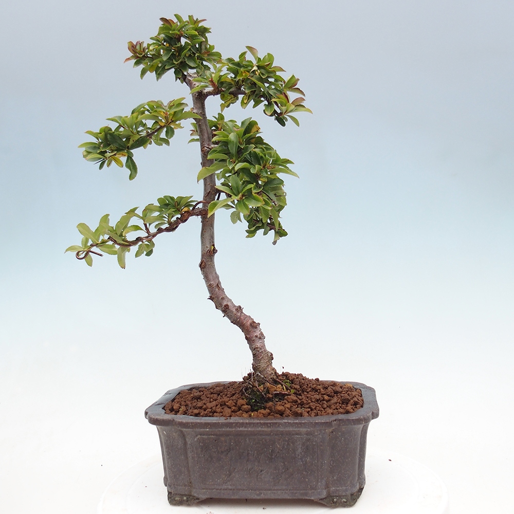 Outdoor bonsai-Pyracantha Teton -Hlox