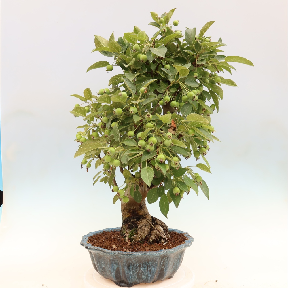 Outdoor bonsai - Malus halliana - Jabłoń drobnoowocowa