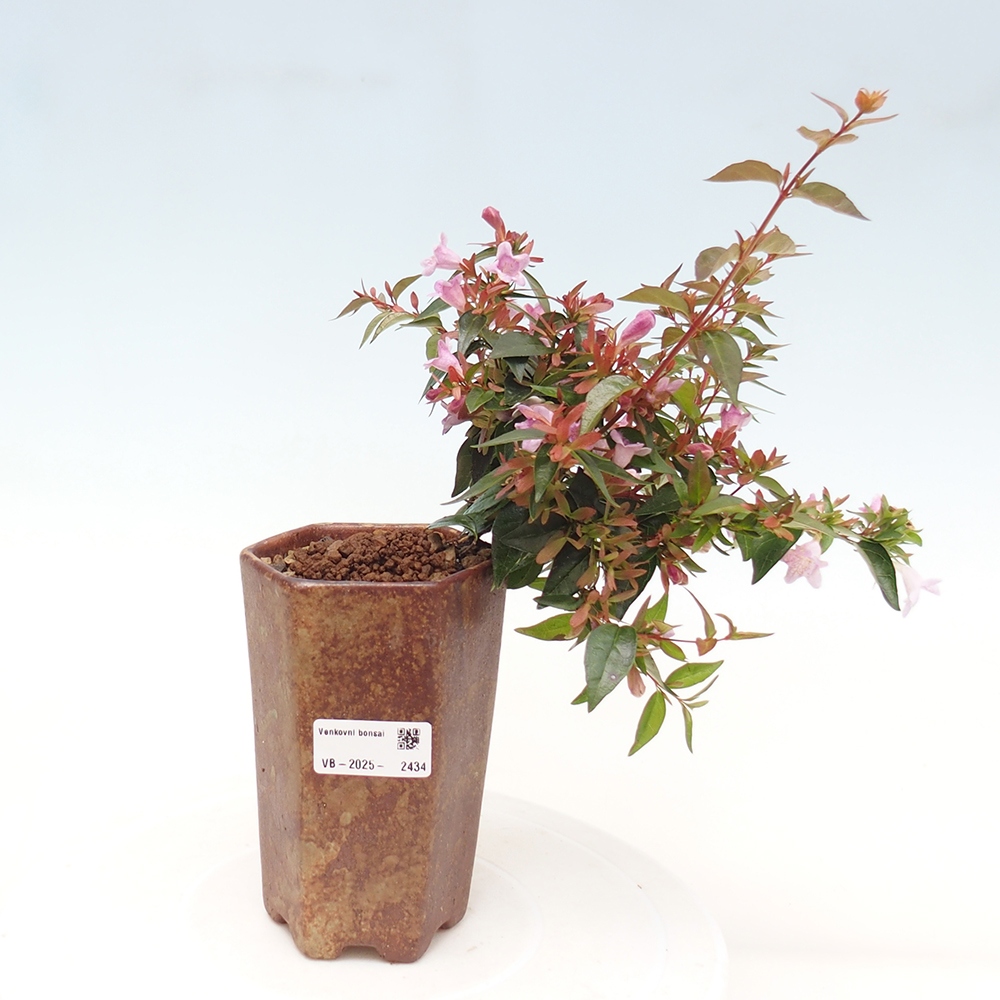 Bonsai zewnętrzne - Abelia Grandiflora - Abelia grandiflora