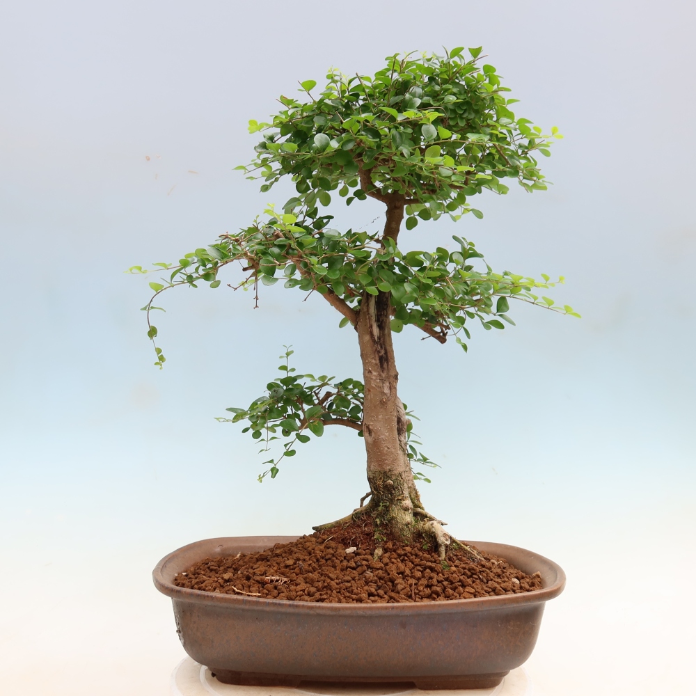 Pokój bonsai - Ligustrum retusa - dziób ptaka drobnolistnego