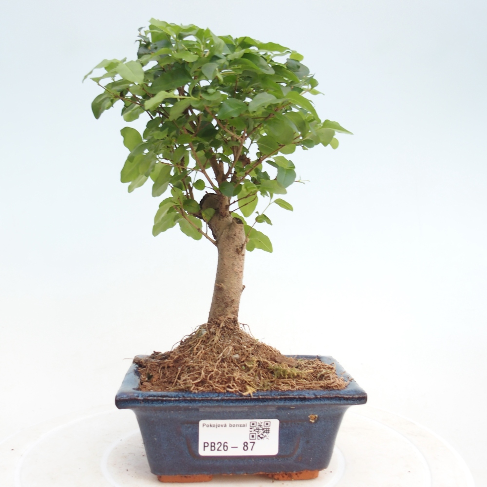 Pokój bonsai - Ligustrum chinensis - Dziób ptaka
