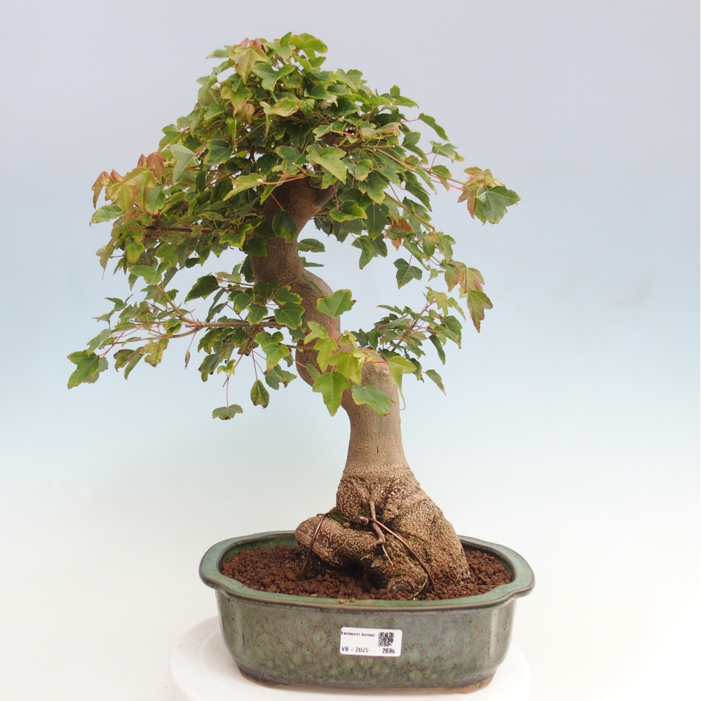 Outdoor bonsai - Maple Buergerianum - Burger Maple