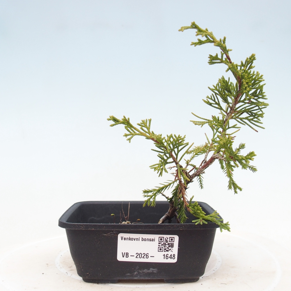 Outdoor bonsai - Juniperus chinensis Itoigawa