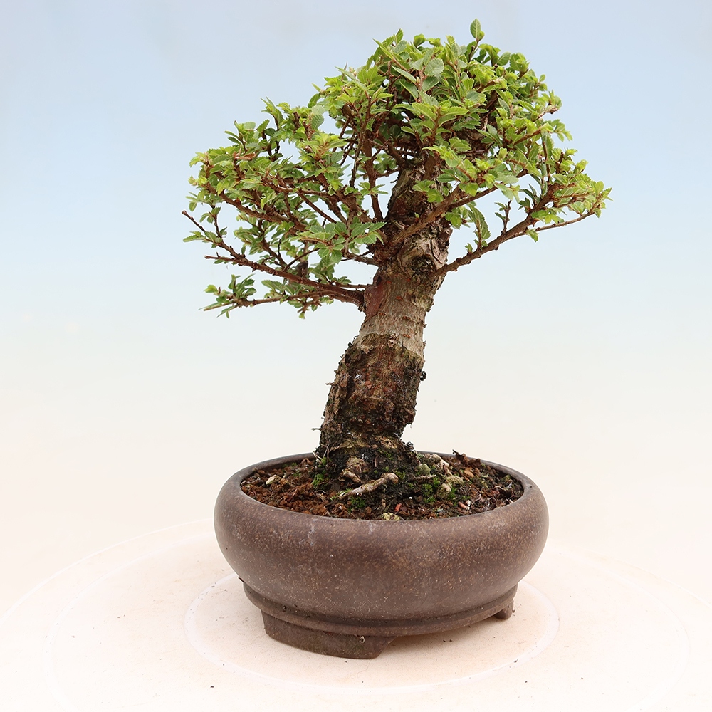 Bonsai ogrodowe – Ulmus parvifolia Sagei – wiąz drobnolistny