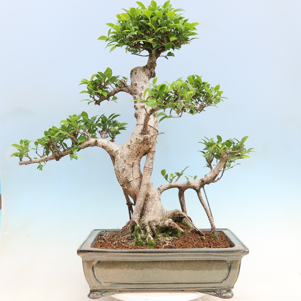 Pokój bonsai - Ficus kimmen - figowiec drobnolistny