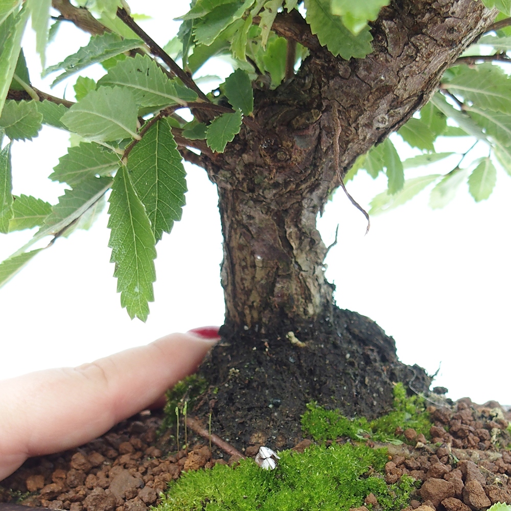 Bonsai zewnętrzne - Zelkova - Zelkova NIRE