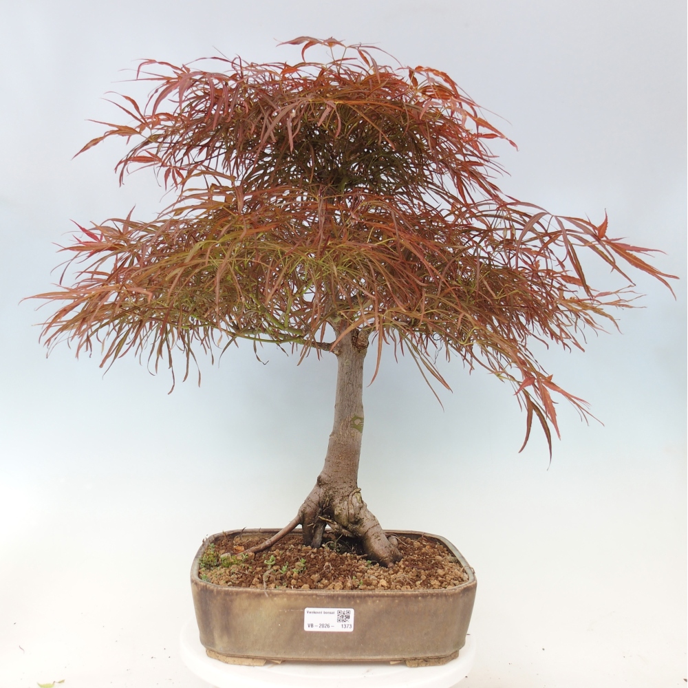 Bonsai zewnętrzne - Acer palmatum RED PYGMY