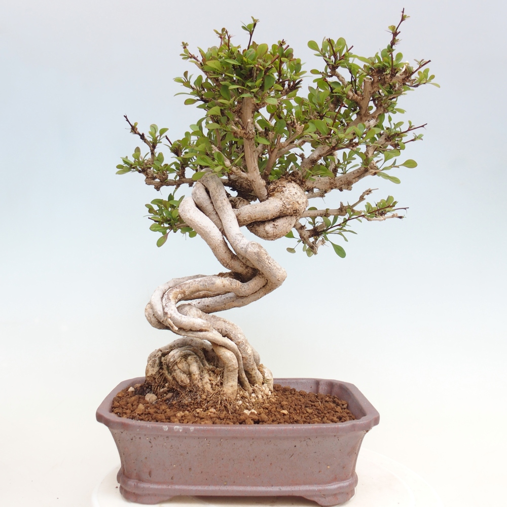 Bonsai zewnętrzne - Berberis coreana