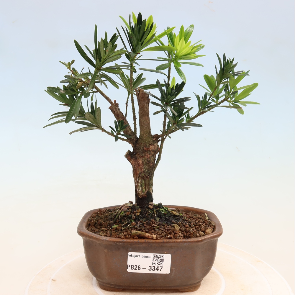 Pokój bonsai - Podocarpus - Kamienny cis