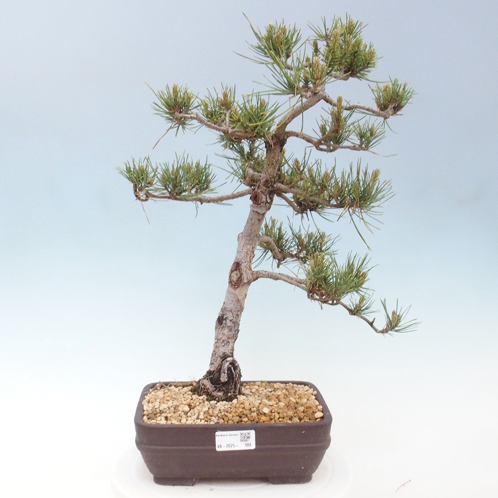 Outdoor bonsai - Pinus Sylvestris - sosna zwyczajna