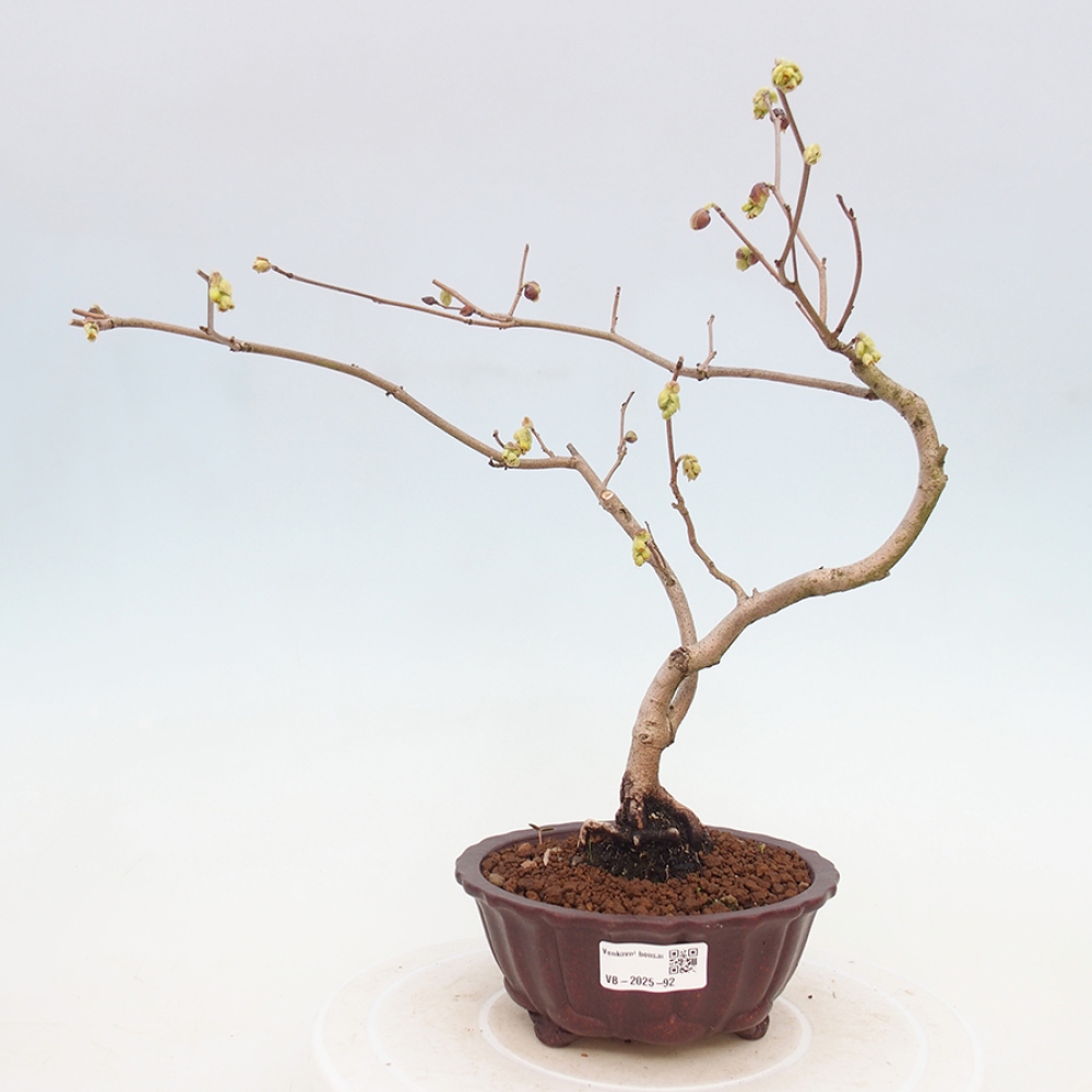 Bonsai zewnętrzne - Orzech laskowy - Corylopsis Spicata