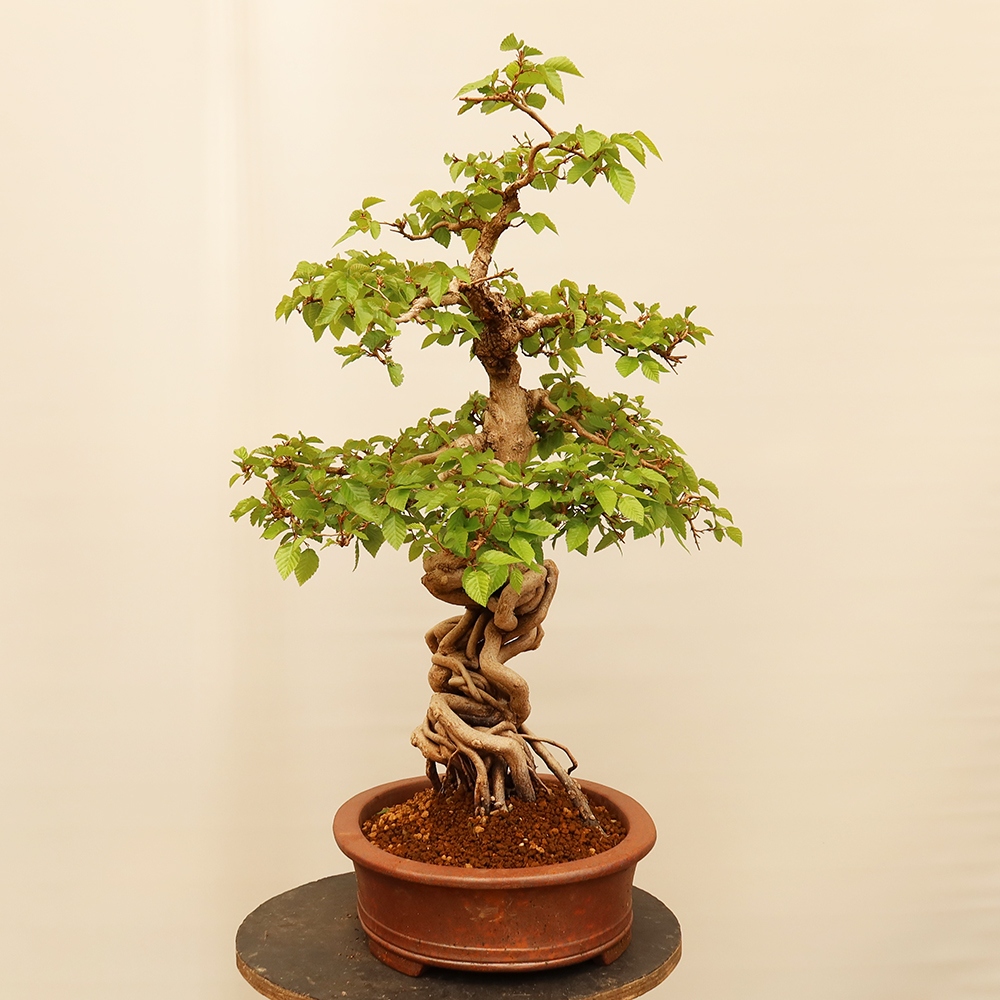 Bonsai plenerowe - Carpinus Coreana - grab koreański