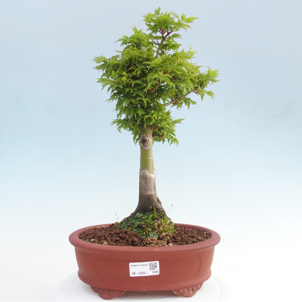 Outdoor bonsai - palma jaworowa Acer palmatum Shishigashira