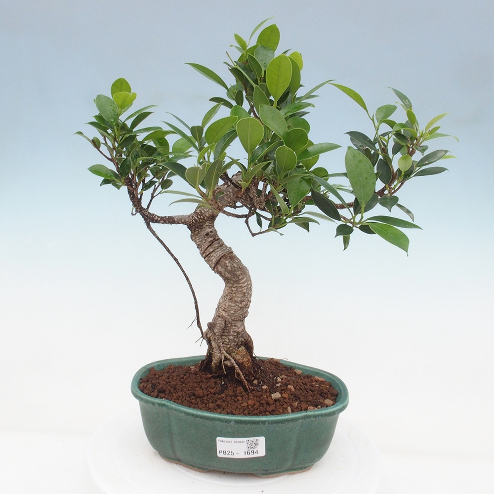 Kryty bonsai - Ficus retusa - figowiec drobnolistny