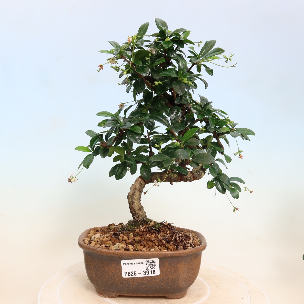 Bonsai pokojowe - Carmona macrophylla - Tea fuki