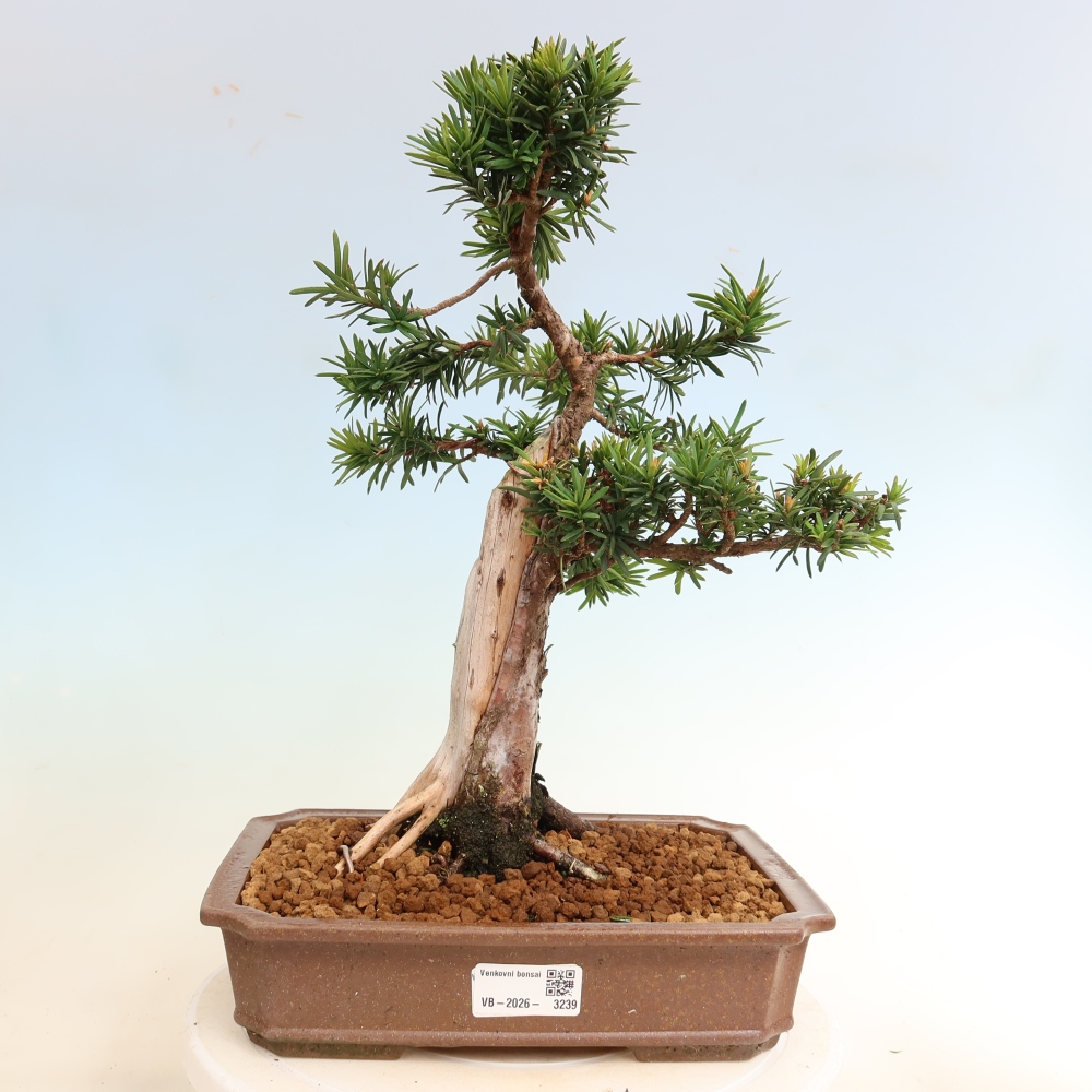 Bonsai ogrodowe – Taxus cuspidata  – cis japoński