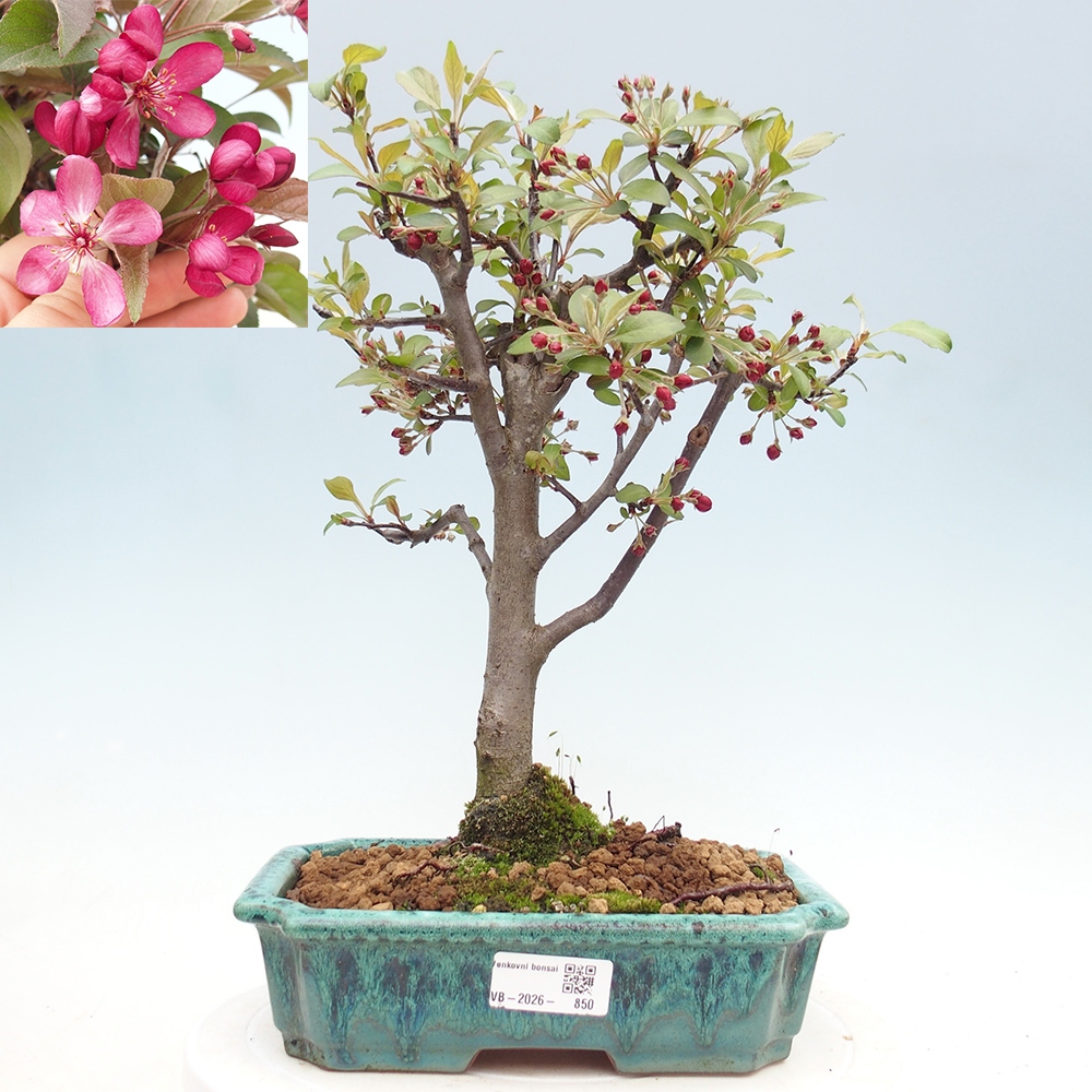 Outdoor bonsai - Malus domestica - Jabłoń czerwonolistna o małych owocach