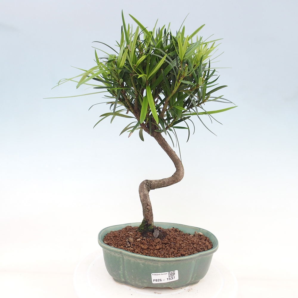 Pokój bonsai - Podocarpus - Kamienny cis