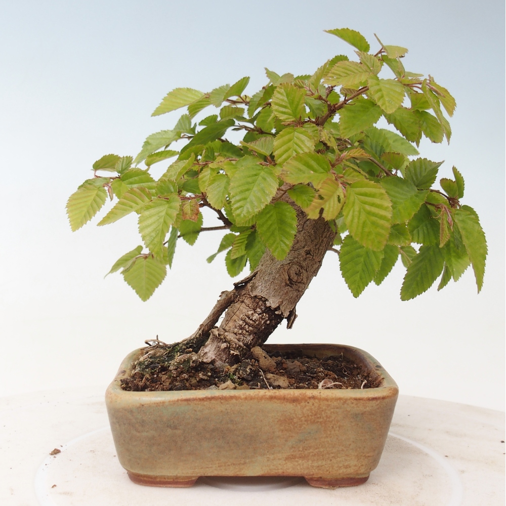 Outdoor bonsai - Carpinus CARPINOIDES - grab koreański