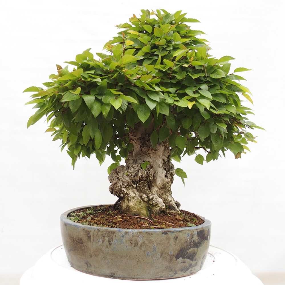Bonsai zewnętrzne -Carpinus CARPINOIDES - grab koreański