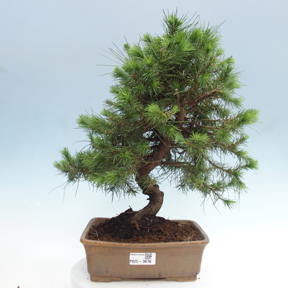 Pokój bonsai - Pinus halepensis - Sosna z Aleppo