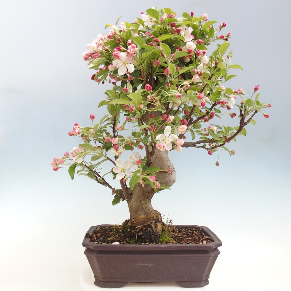 Outdoor bonsai - Malus halliana - Jabłoń drobnoowocowa