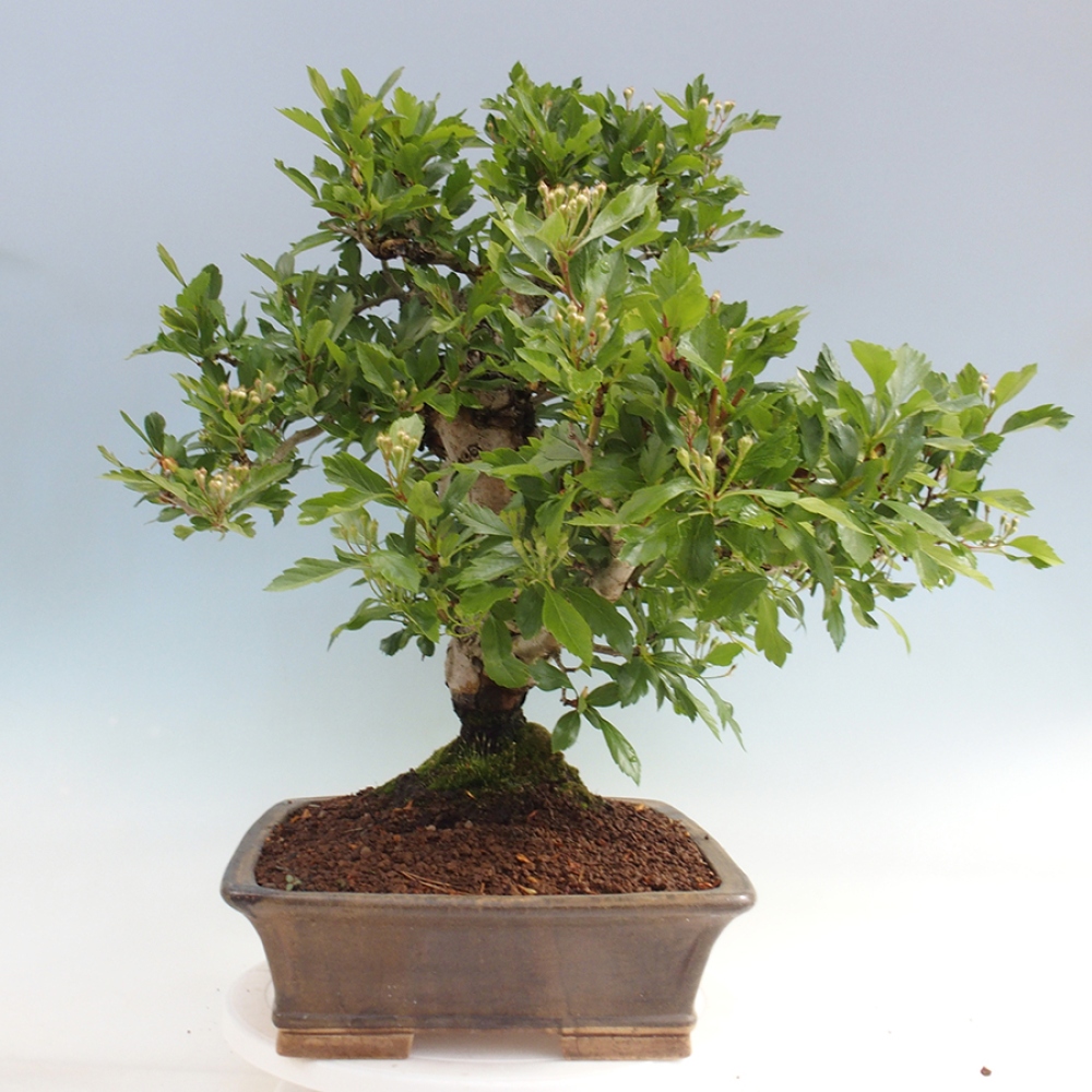 Outdoor bonsai - głóg - Crataegus cuneata