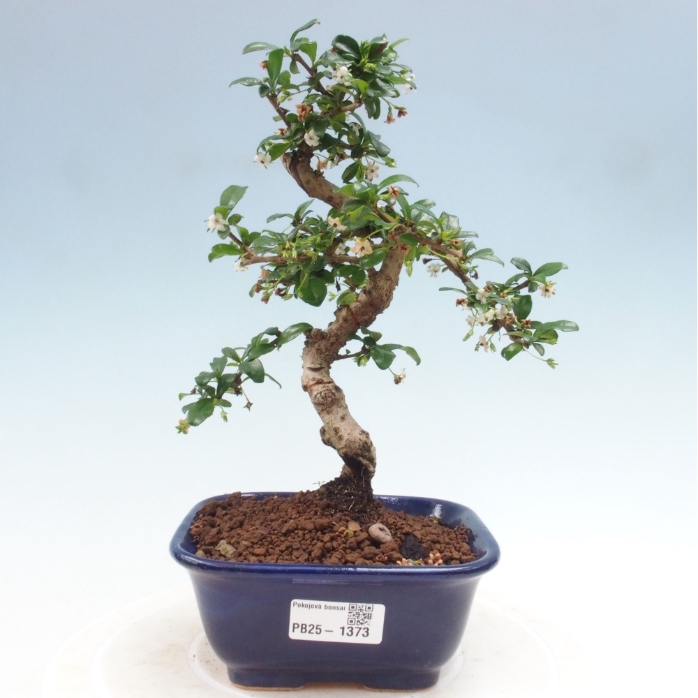 Bonsai wewnętrzne - Carmona makrophylla - Herbata Fuki