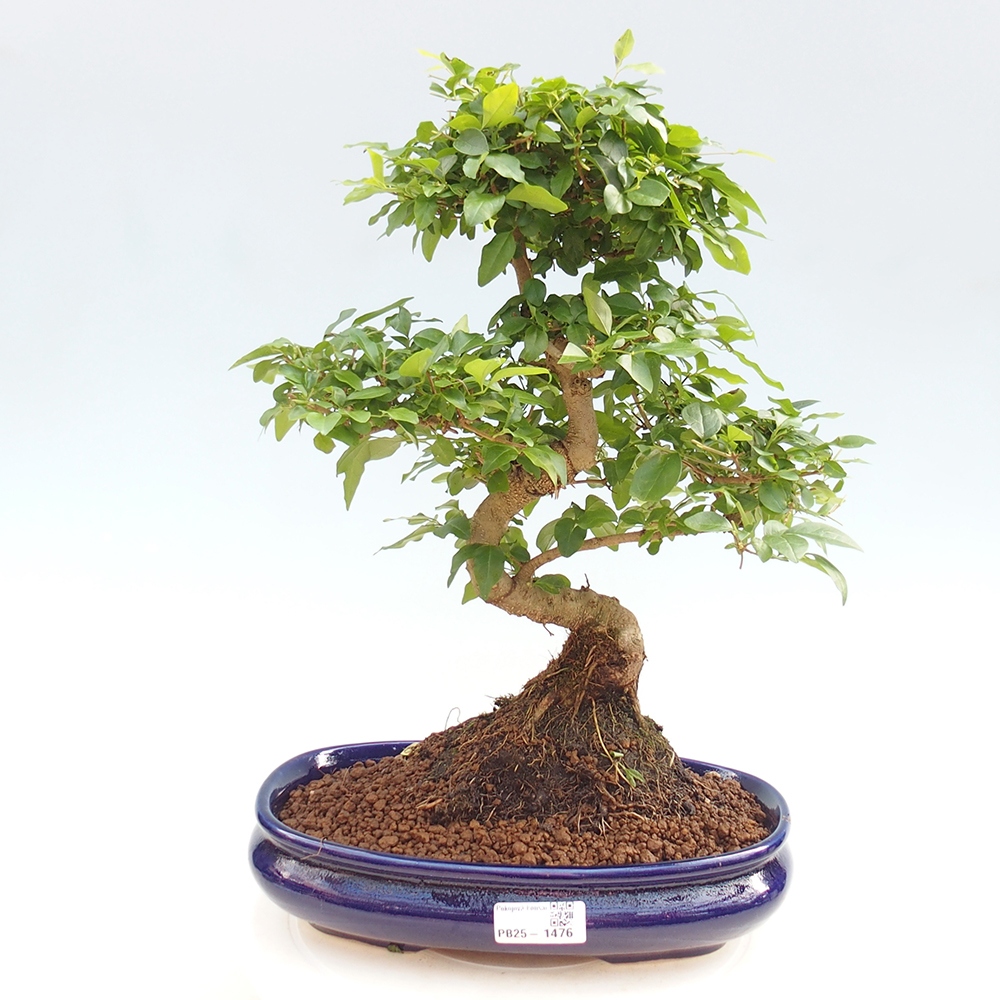 Pokój bonsai -Ligustrum chinensis - Ptasie oko