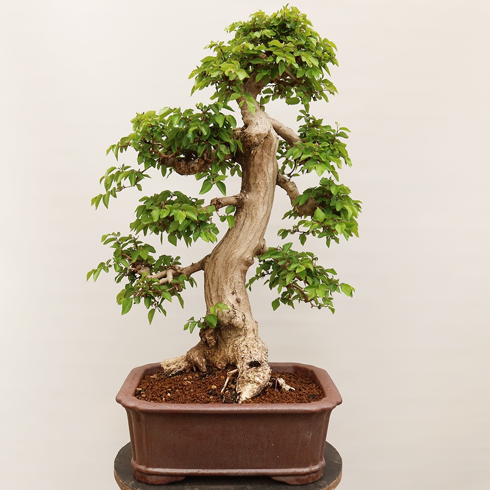 Bonsai plenerowe - Carpinus Coreana - grab koreański