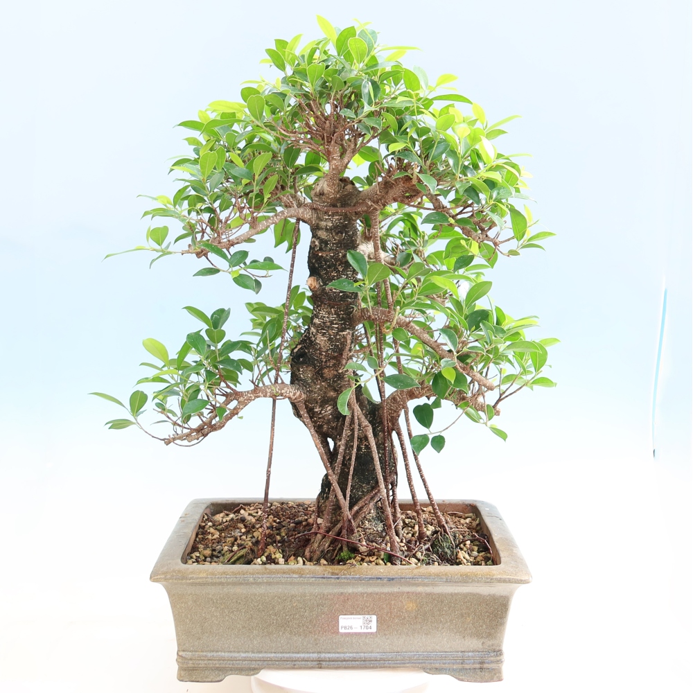 Pokój bonsai - Ficus kimmen - figowiec drobnolistny