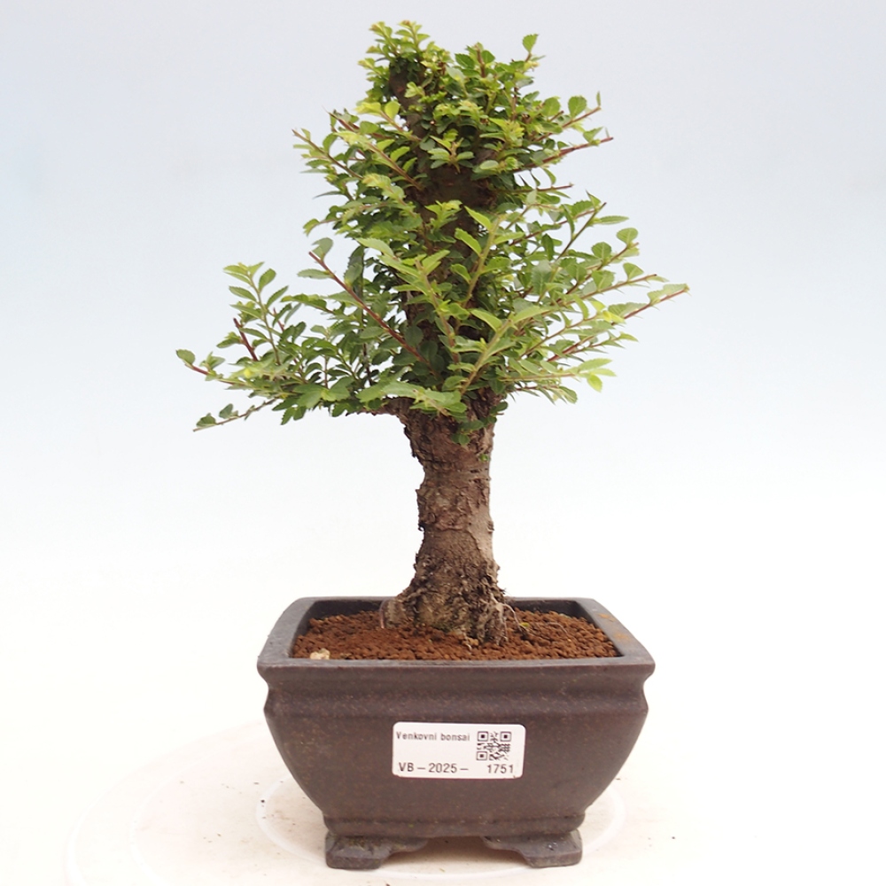 Bonsai zewnętrzne - Ulmus parvifolia Hokkaido - wiąz chiński