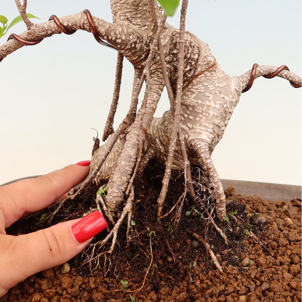 Pokój bonsai - Ficus kimmen - figowiec drobnolistny