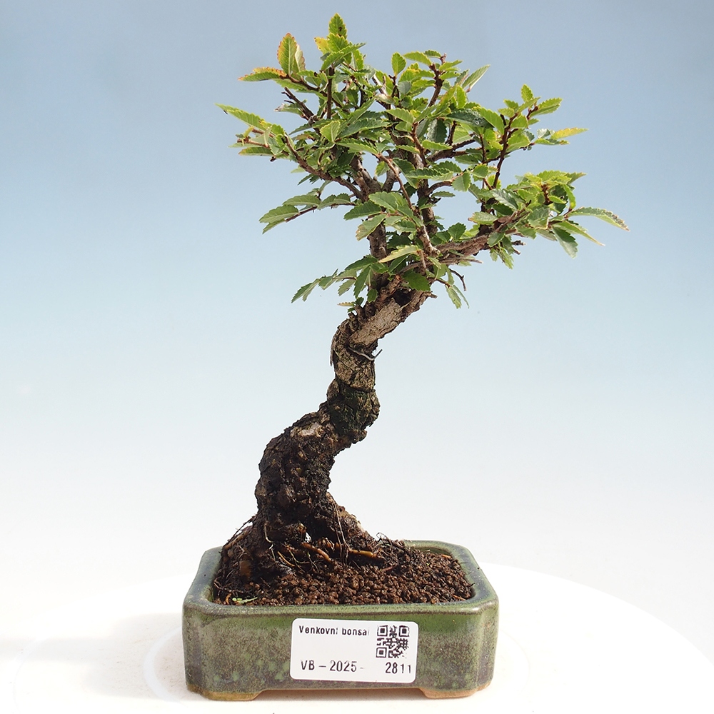 Outdoor bonsai - Zelkova - Zelkova NIRE