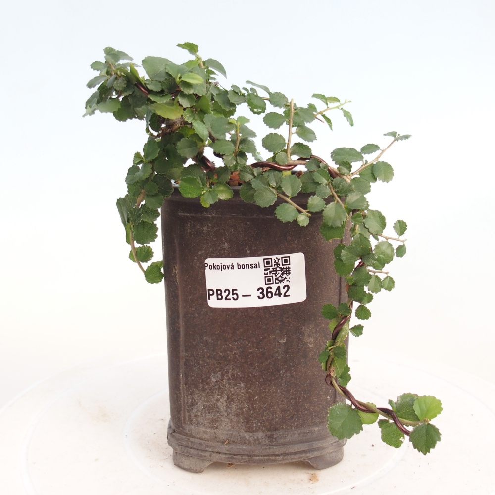 Pokój bonsai - Grewia sp. - Grewia malafolia