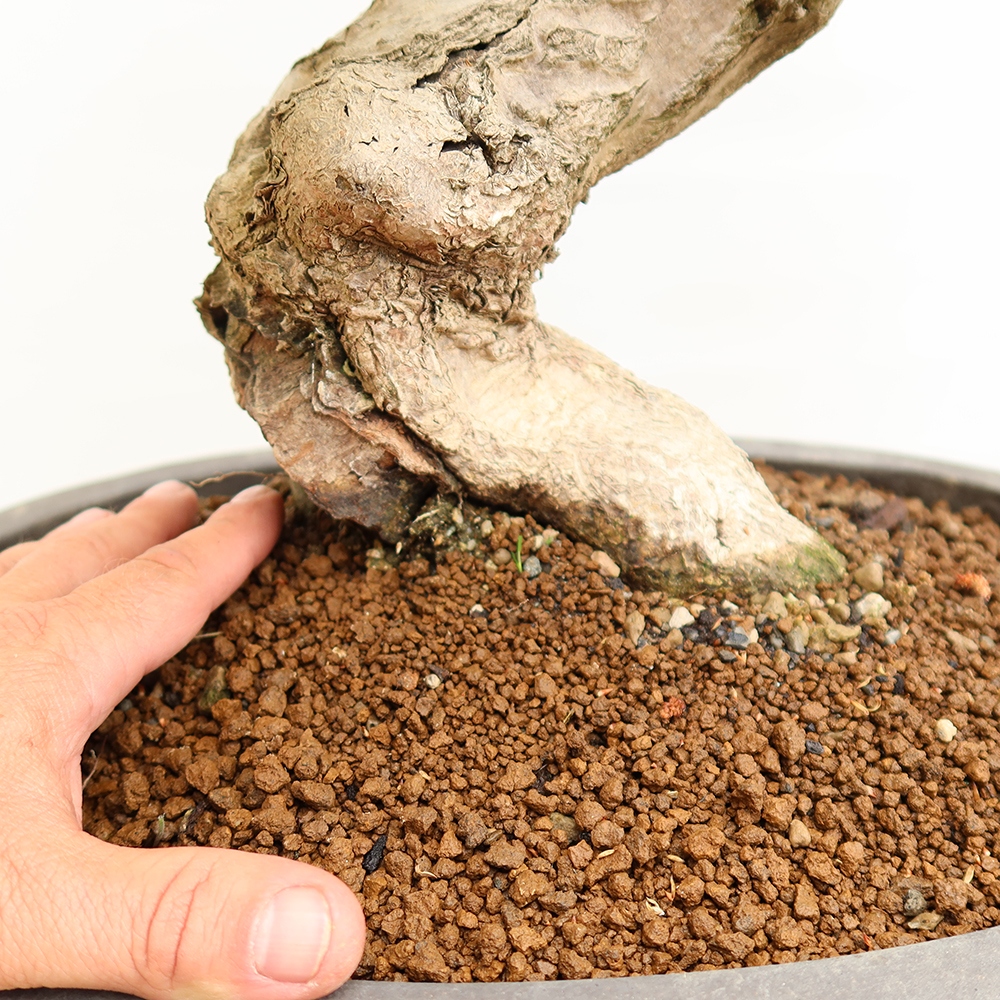 Bonsai plenerowe - Carpinus Coreana - grab koreański