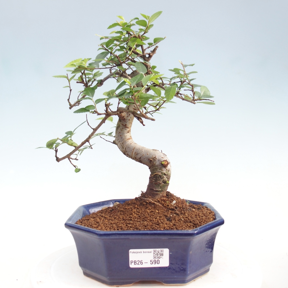 Pokój bonsai - Ulmus parvifolia - Wiąz drobnolistny