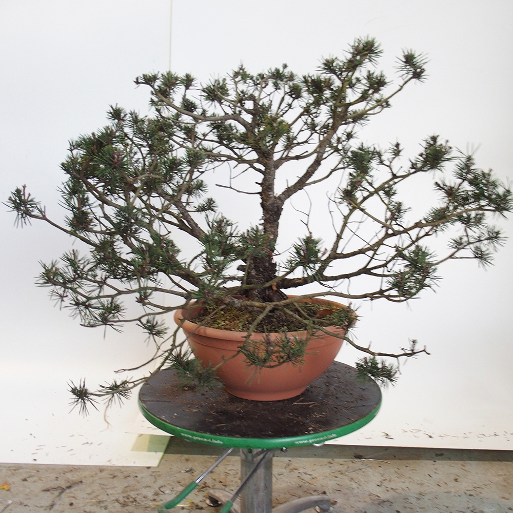 Yamadori - Pinus sylvestris Hiszpania