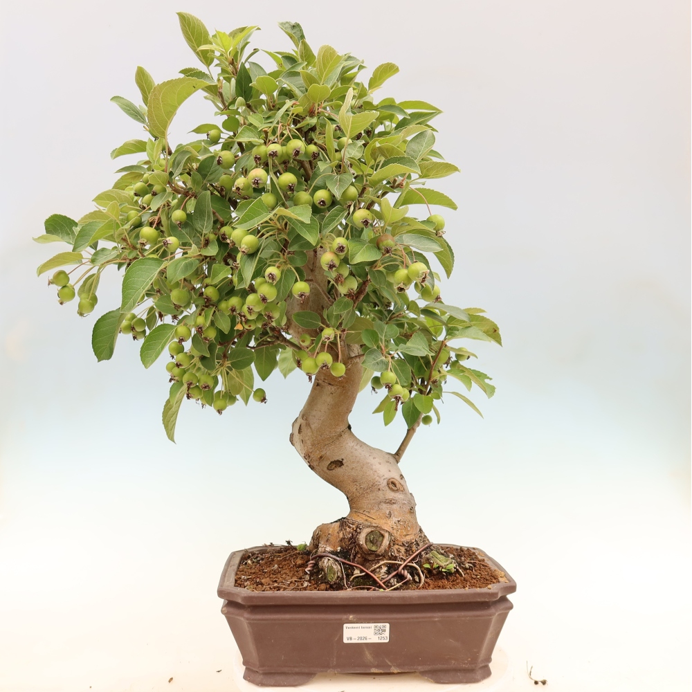 Outdoor bonsai - Malus halliana - Jabłoń drobnoowocowa