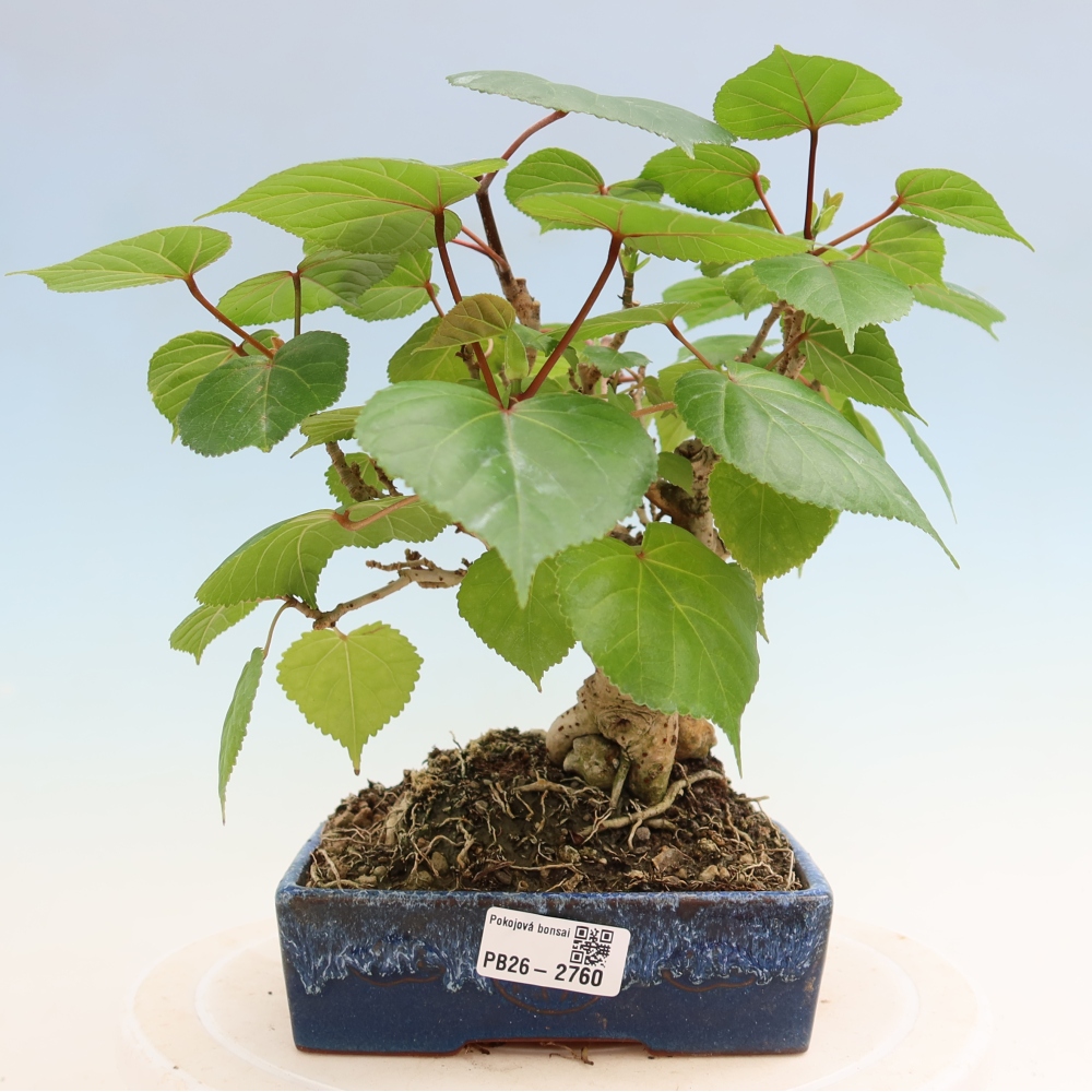 Bonsai domowe - Hibiscus tiliaceus - Hibiskus morski