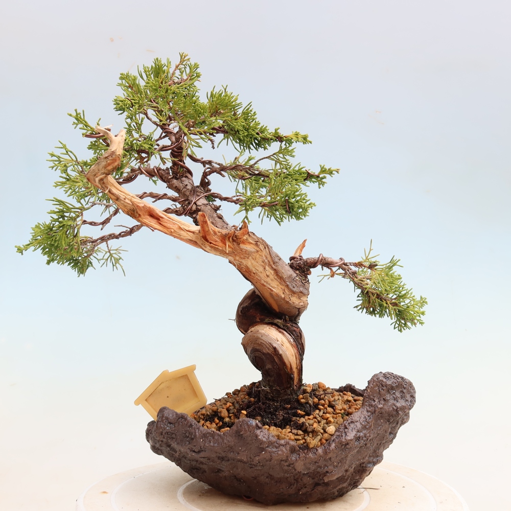 Bonsai ogrodowe – Juniperus chinensis Itoigawa – jałowiec chiński