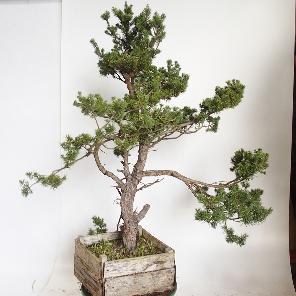 Yamadori - Pinus sylvestris Hiszpania
