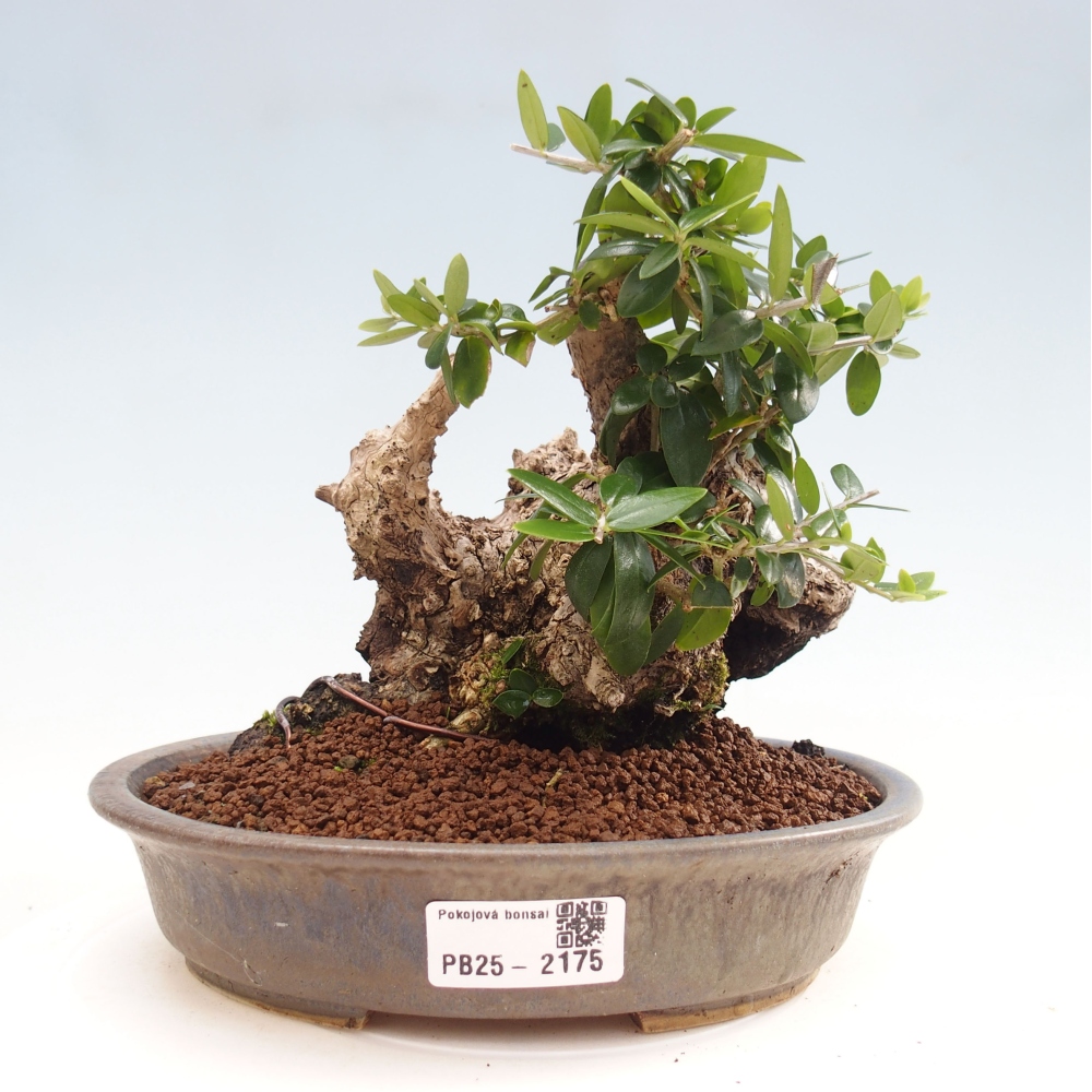 Kryte bonsai - Olea europaea sylvestris - Europejska oliwa z małych liści