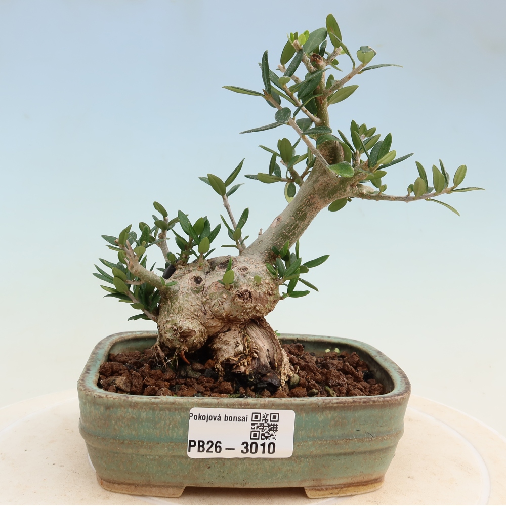 Bonsai do wnętrz - Olea europaea sylvestris