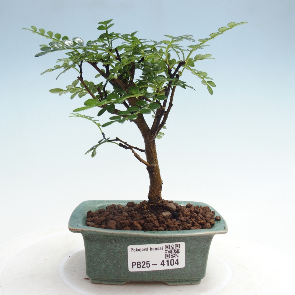 Pokój bonsai - Zantoxylum piperitum - drzewo pieprzowe