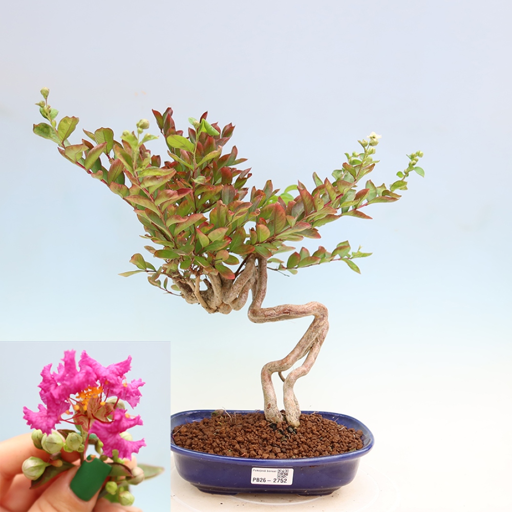 Bonsai pokojowe – Lagerstroemia indica – bz indyjski