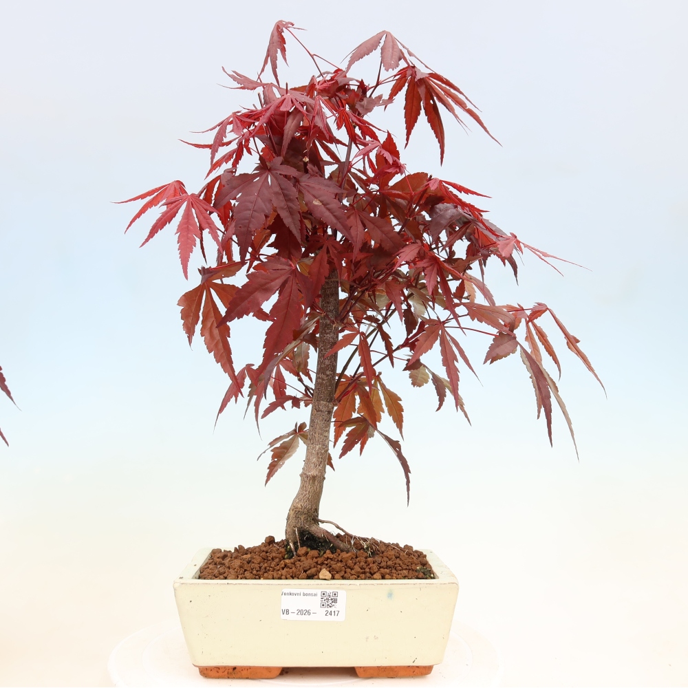 Bonsai na zewnątrz - Palma Acer. Atropurpureum-Javor palmate