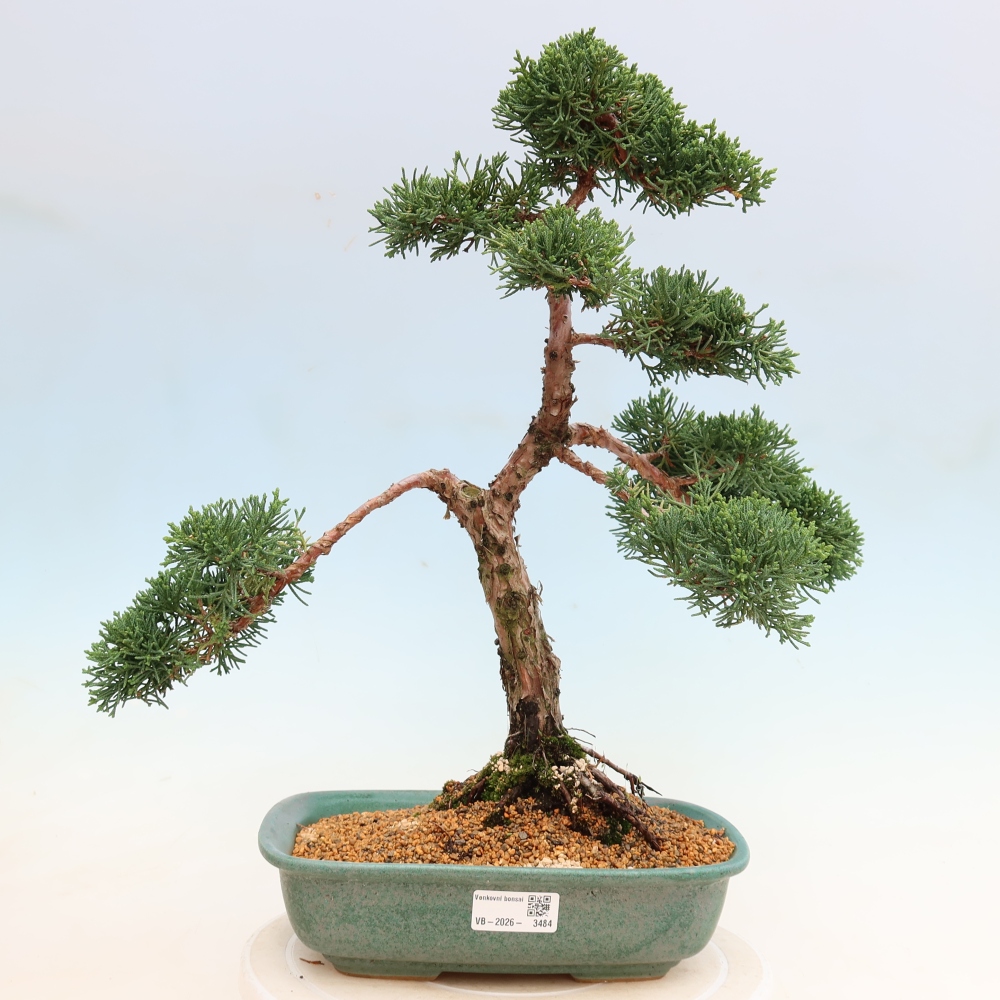 Outdoor bonsai - Juniperus chinensis Kishu